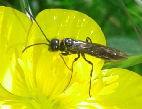 Tenthredinidae ?  No, Cephidae sp.